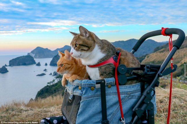 Potret Liburan Fuku, Kucing Gemas yang Keliling Dunia bersama Majikannya
