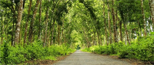 Hasil gambar untuk taman nasional alas purwo