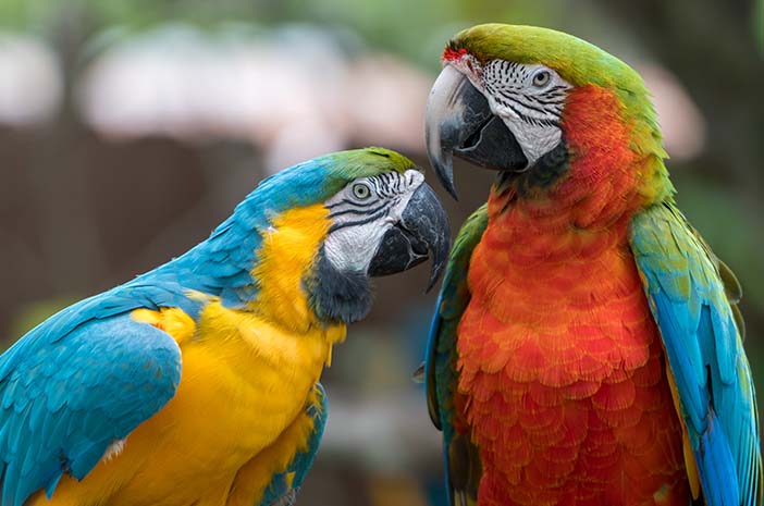 Jenis Burung Peliharaan yang Cocok untuk Pemula