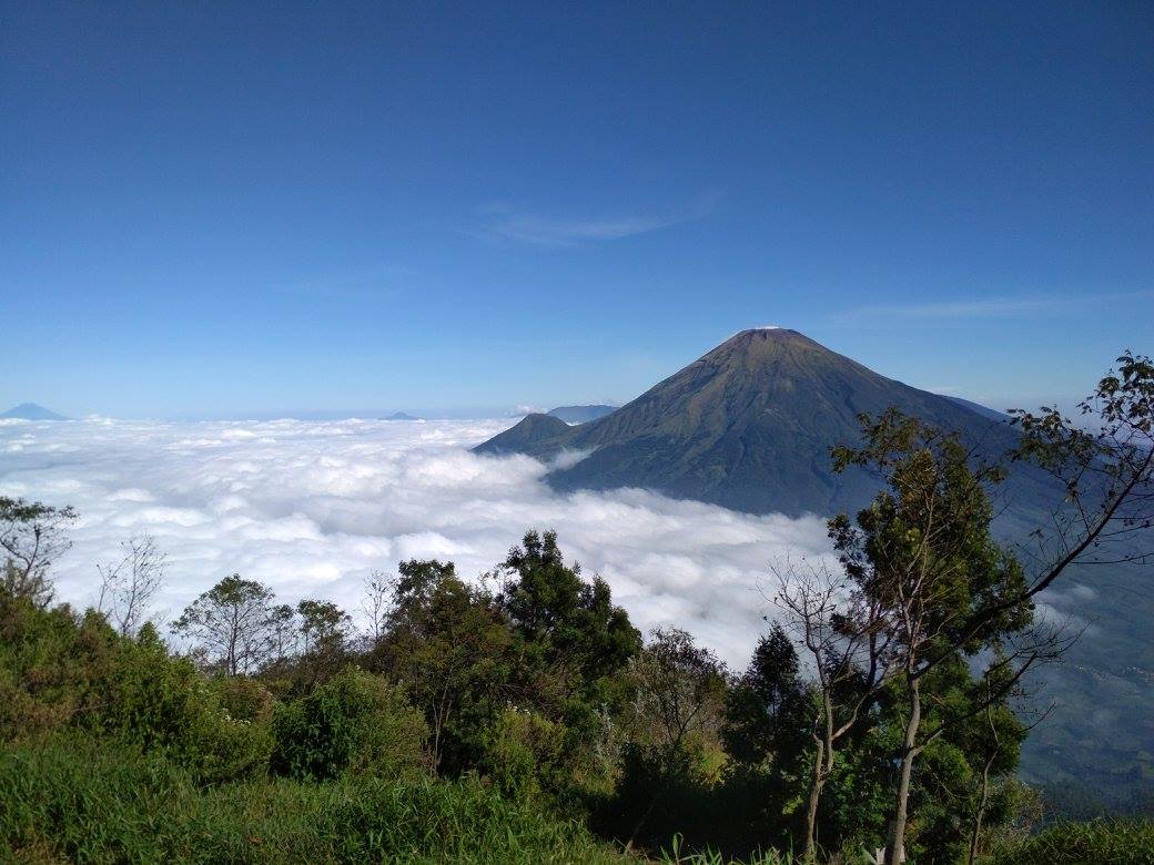 Tips dan Trik Memilih Tumbuhan yang Dapat Dikonsumsi di Gunung