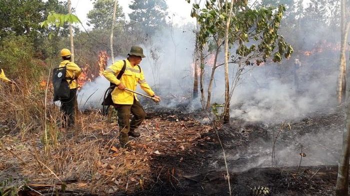Miris! Akibat Kebakaran Hutan, Satu Hewan Langkah Punah