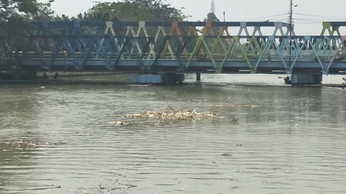 Fakta atau Mitos? Sosok Buaya Putih Sungai Cisadane