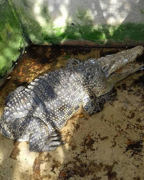 Lihat Buaya Buntung di Bekasi, Dipercaya Punya Kekuatan Mistis
