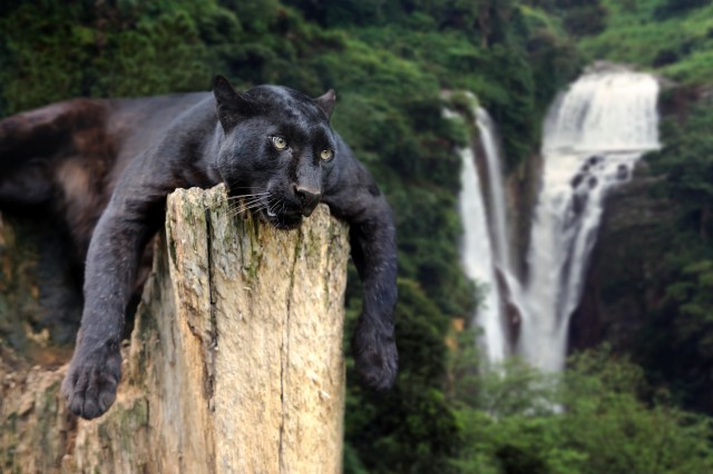 Why Are Black Panthers Black? - MyStart