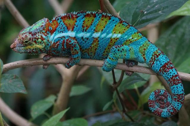 Tropical Rainforest Reptiles List With Pictures & Facts For Kids