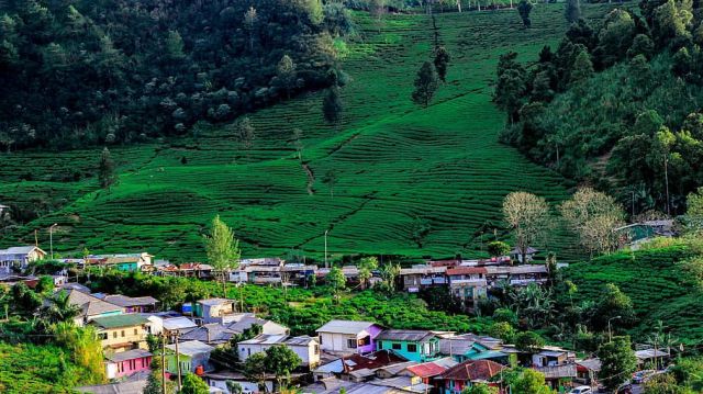 Puncak Pass, Panorama Alam yang Menawan di Cisarua Bogor - iTrip