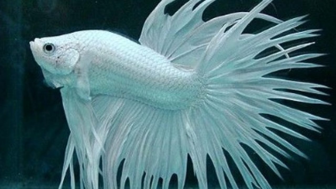Berikut Jenis-Jenis Ikan Cupang yang ada di Indonesia