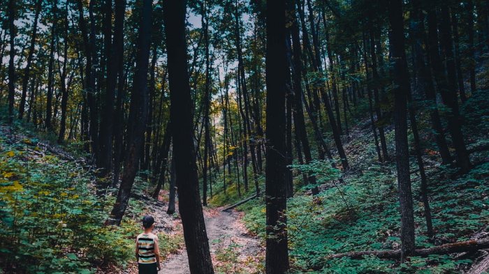 Tersesat di Hutan? 5 Tips Ini Selamatkan Hidupmu!